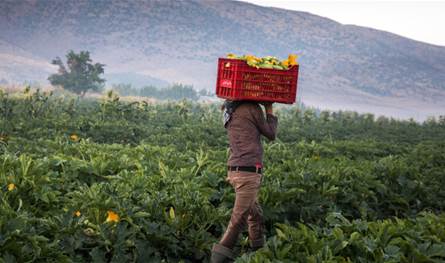 خسائر فادحة.. القطاع الزراعي في لبنان يُعاني