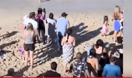 في ولاية كاليفورنيا.. أسد بحر يُهاجم مُرتادي الشاطئ شاهدوا ماذا حصل (فيديو) 