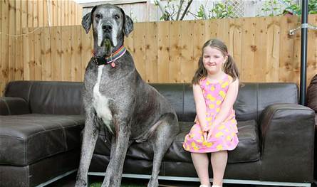 أطول كلب في العالم يسجّل رقماً قياسياً جديداً! (فيديو)