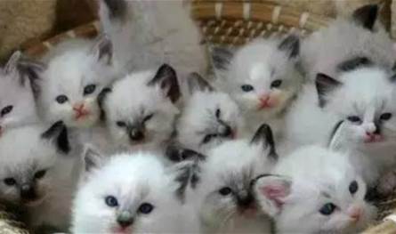 إنقاذ مئات القطط قبل تقديمها كطعام في فندق صيني (فيديو)   