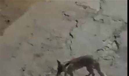 خوف في الجنوب..حيوان مفترس ينقض على طفلين في صديقين (فيديو)