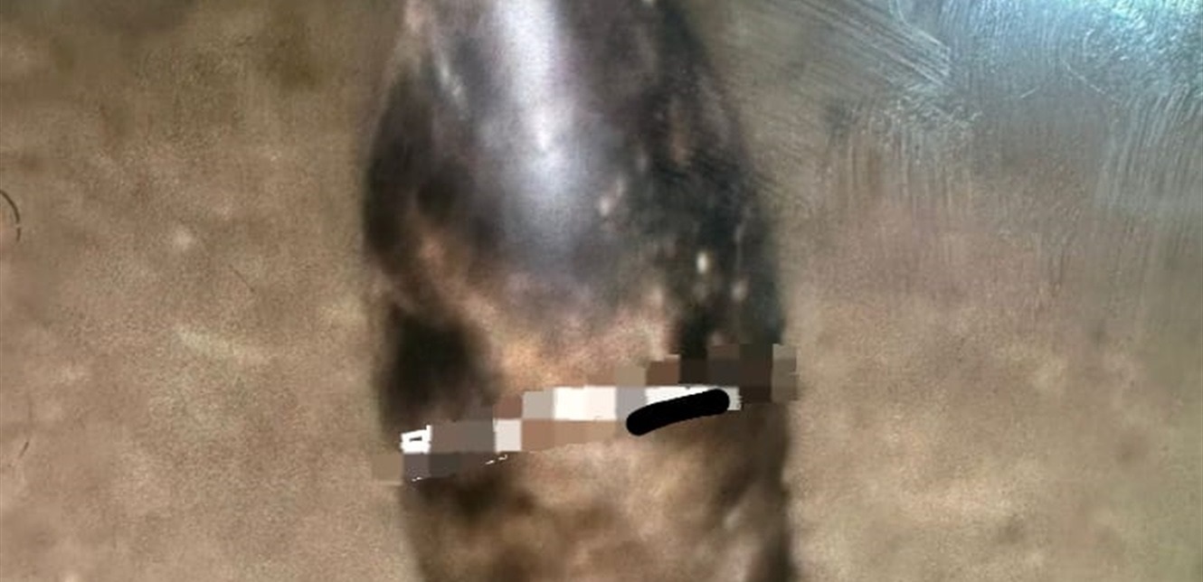 Doc-P-1377241-638857379486183347.jpg