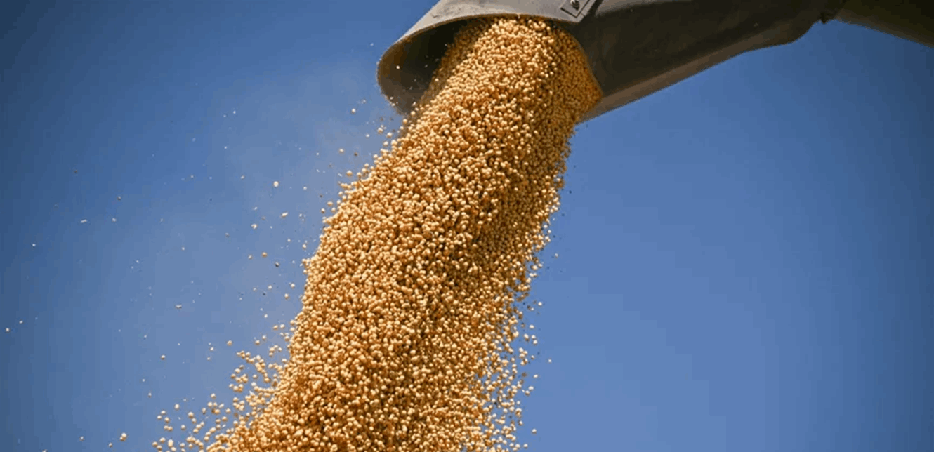 الصين تُكمل تعهّد ترامب بشراء 12 مليون طن من فول الصويا