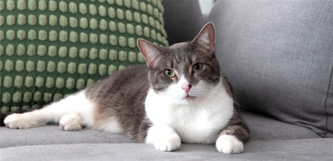 لماذا تصر قطتك على الجلوس في مكانك المفضل؟