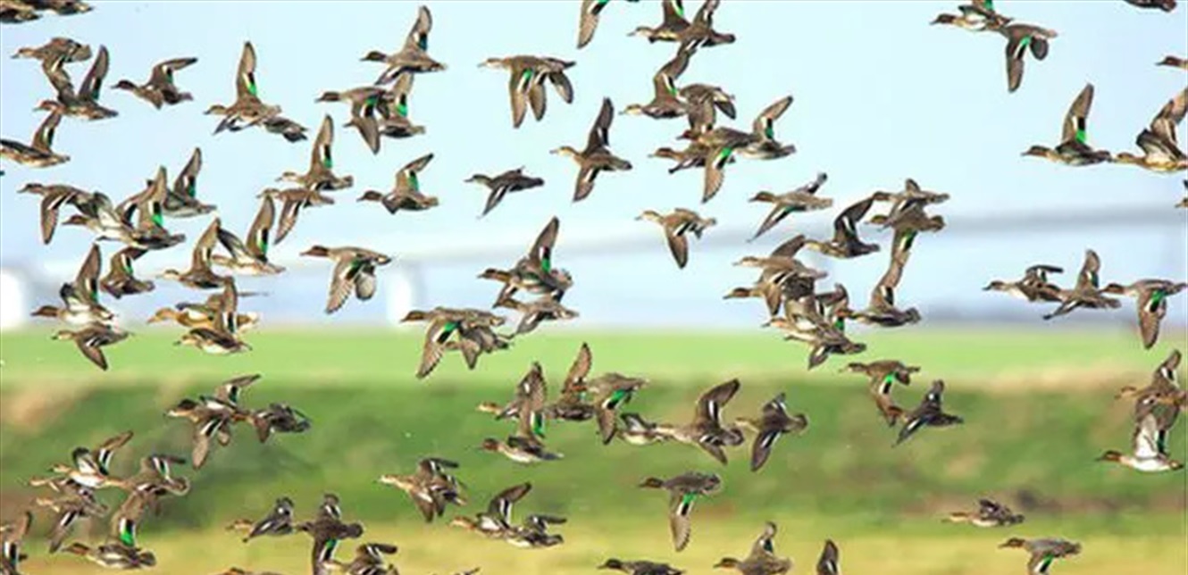 جمعيتا غدي وحماية الطبيعة تطالبان بحظر أطباق الطيور البرية في المطاعم