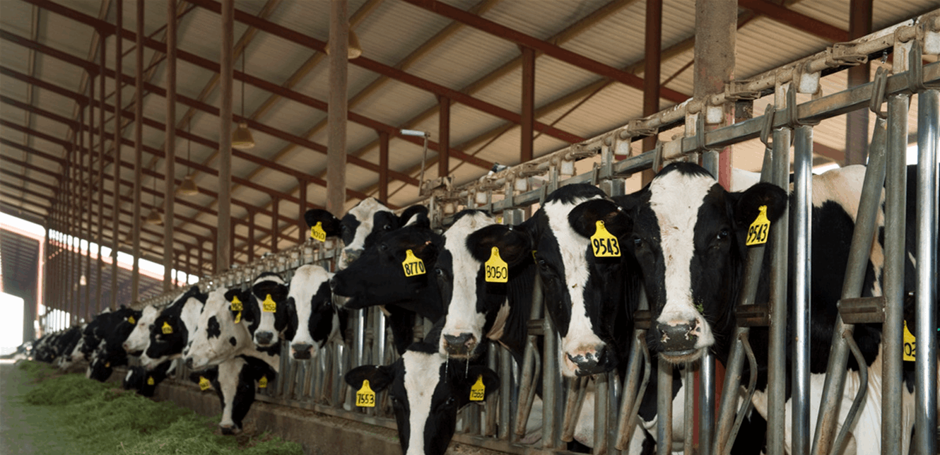 في لبنان.. أبقار وعجول مهرّبة والقوى الامنية تتحرك