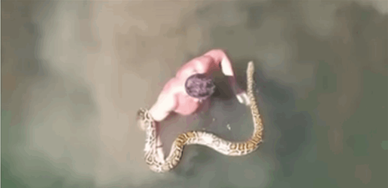 بالفيديو.. لبناني يسبح مع أكبر أفاعي العالم