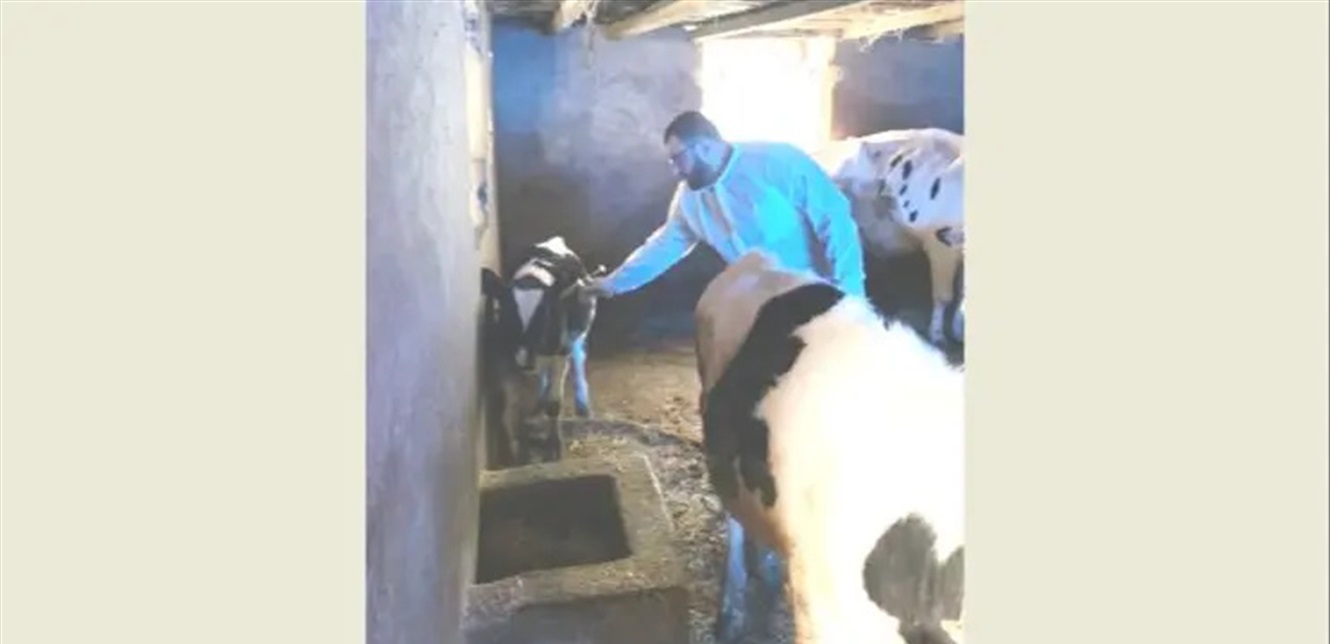 حملة التحصين ضد الحمى القلاعية تدخل مرحلتها الثانية