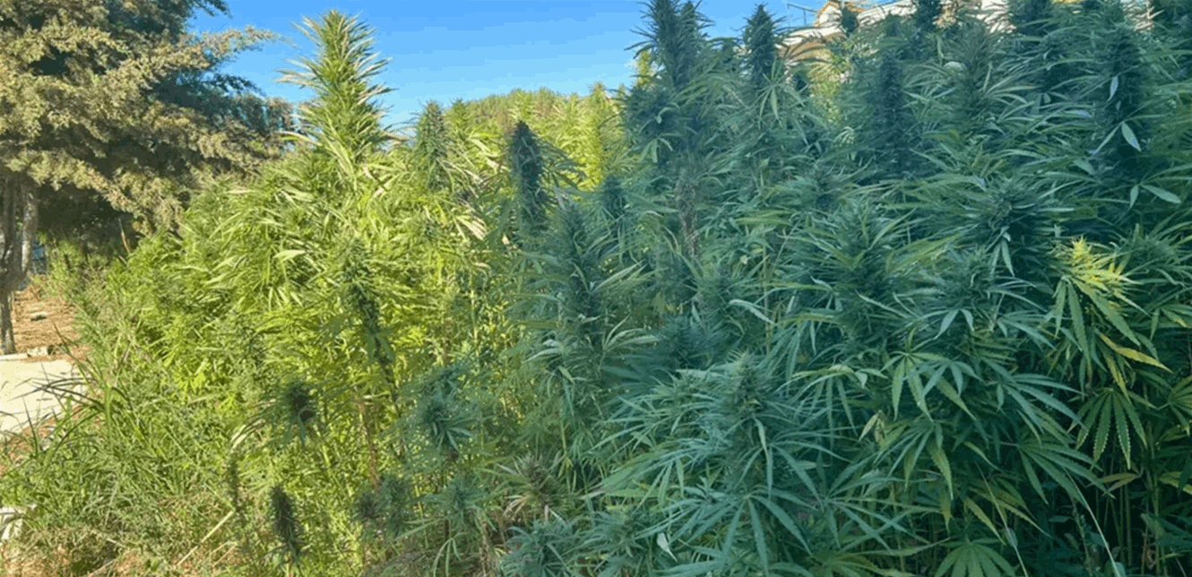 إجتماع لفعاليات زراعية في مناطق بقاعية للبحث والتداول في ملف زراعة القنب