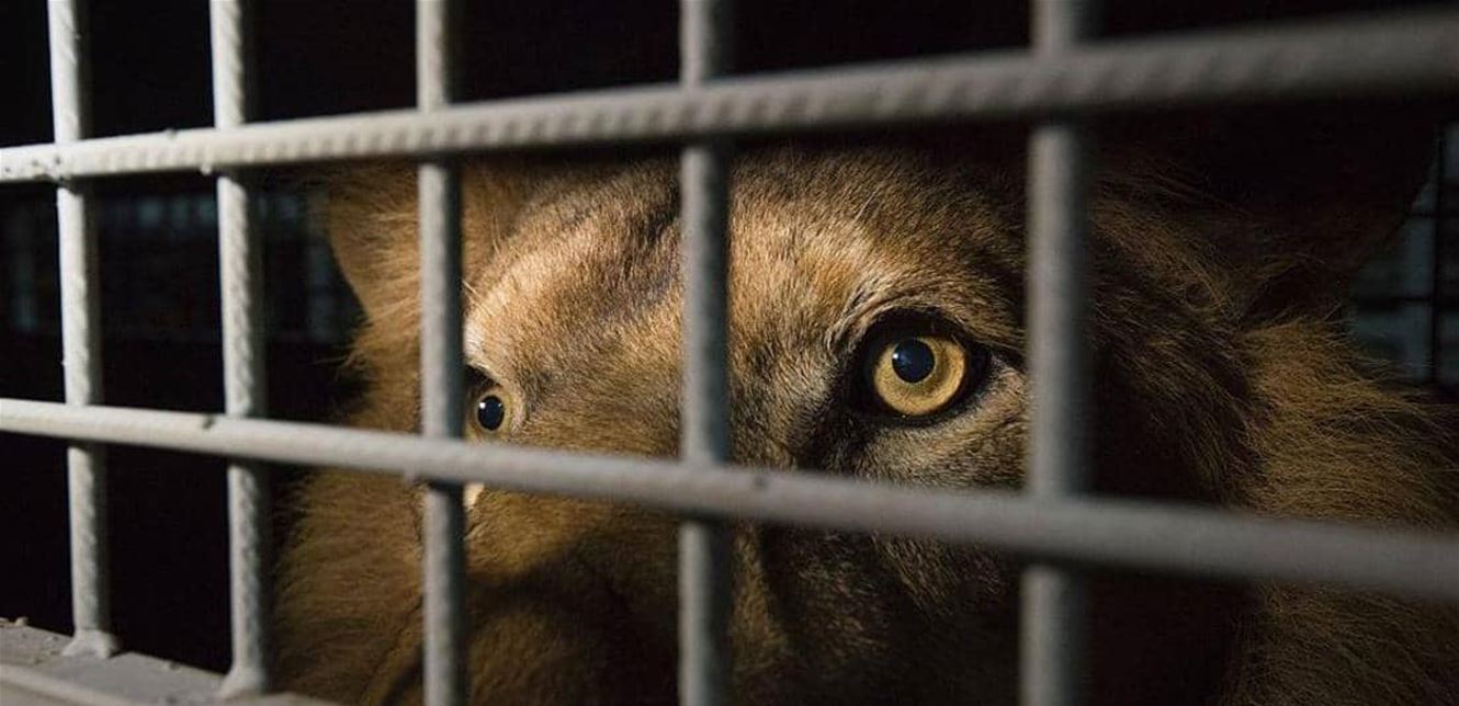 أسد يباغت سيدة ويشوّه وجهها!