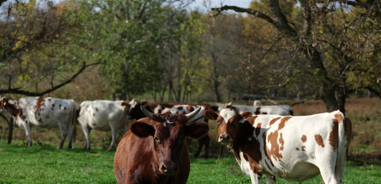 كارثة في ثروة سوريا الحيوانية.. ماذا في التفاصيل؟ 