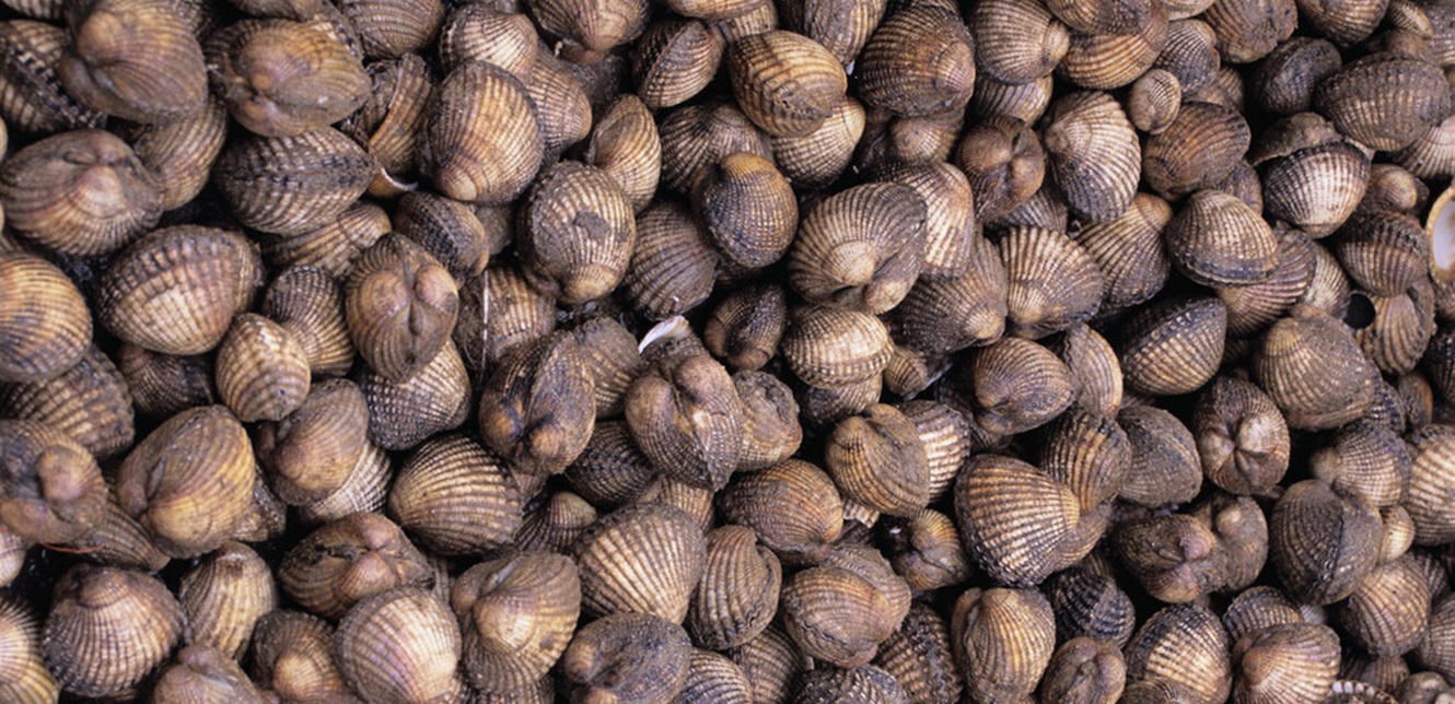 Revolutionary Discovery: Ancient Transmissible Cancers Found in Shellfish Could Transform Human Cancer Treatment