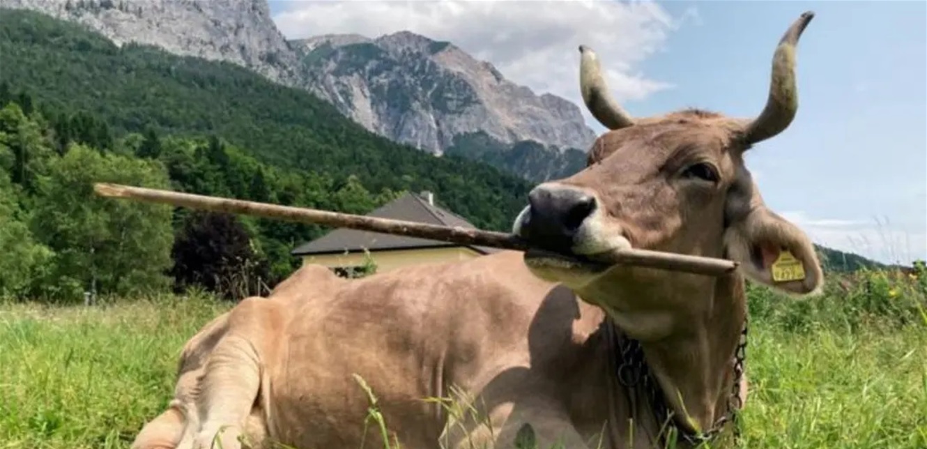 بقرة تستخدم الأدوات بذكاء استثنائي