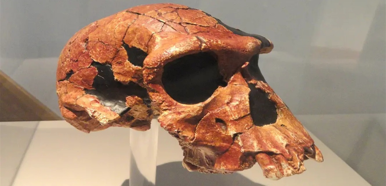 اكتشاف هيكل عظمي لـهومو هابيليس في كينيا