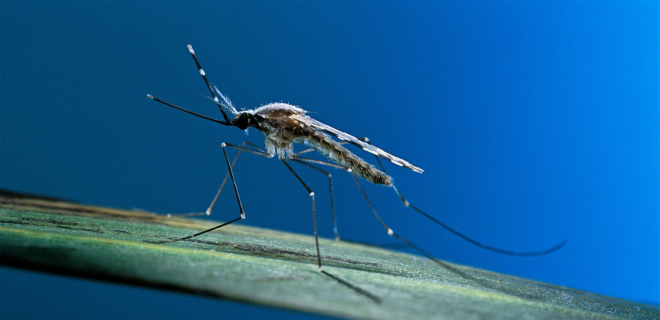 مفاجأة.. دواء لاضطرابات الدم يفتح أفقاً جديداً لعلاج الملاريا الشديدة!