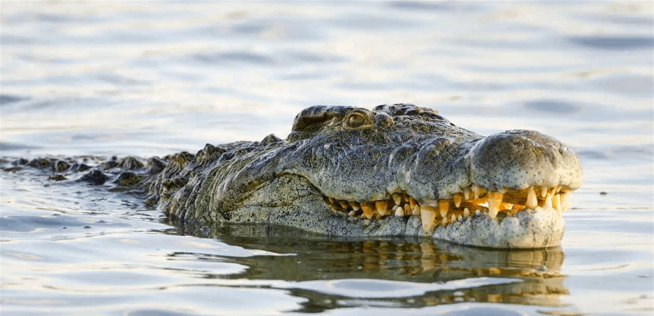 خلال السباحة.. تمساح هاجم شابا