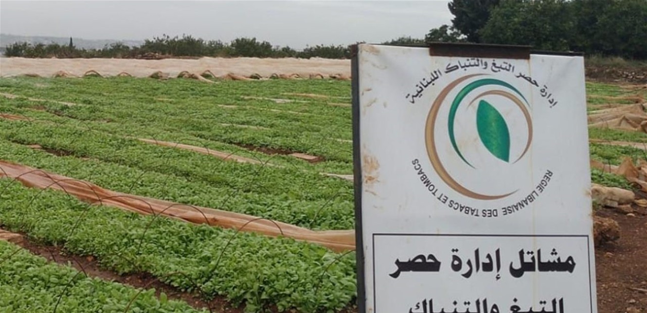 انطلاق أعمال لجان شراء التبغ في البقاع