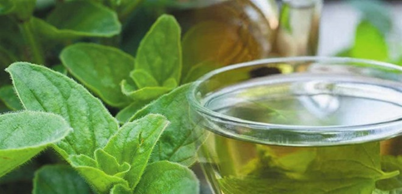 ما لا يعرفه الكثيرون عن شاي الأوريغانو