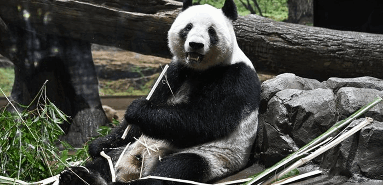 للمرة الأولى منذ نصف قرن.. اليابان من دون حيوان الباندا