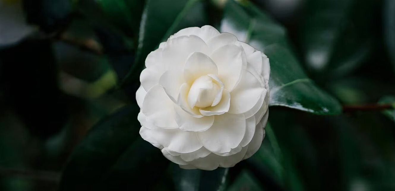 Her beauty is not just for decoration.. Here is the “magic secret” A flower that will change your skin forever!