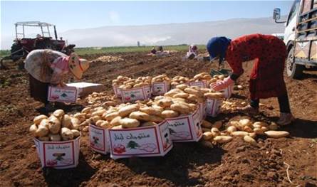 جبّور يطالب بتعويضات لمصلحة مزارعي البطاطا في عكار