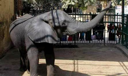 أثار إعجاب الجميع.. فيل يتصرف بذكاء مع طفل صغير (فيديو)