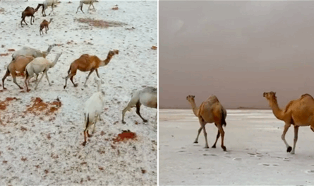 مشاهد مبهرة لقافلة إبل تسير وسط الثلوج في السعودية (فيديو)