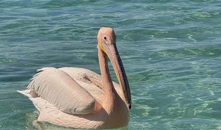  أحداث خطيرة ... نائب يتحدث عن مسلحين دخلوا الأراضي اللبنانية!