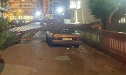 بسبب الرياح.. شجرة تحطم سيارة في طرابلس