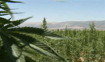 في لبنان.. مصنع لتوضيب الحشيشة