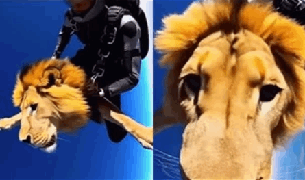 بالفيديو.. أسد يطير مع رجل