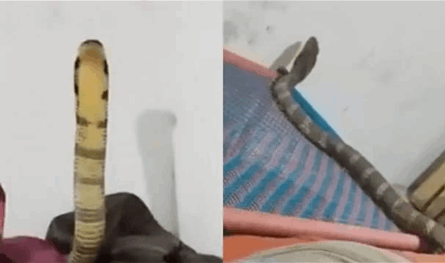 فيديو مرعب جدًا.. أفعى تدخل غرفة رجل وتقف بوجهه