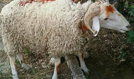 ارتفاع غير مسبوق.. إليكم أسعار الأضاحي لهذا العام