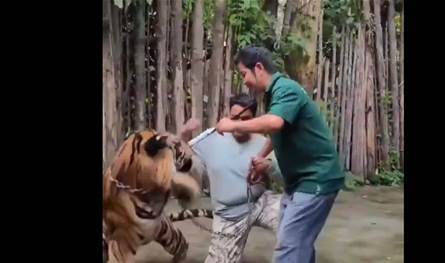 مشهد مرعب.. نمر يهاجم سائحا حاول التقاط صورة &quot;سيلفي&quot; معه (فيديو)