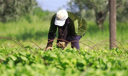 إلى الحكومة.. نداء من مزارعي الجنوب