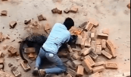 بشجاعة استثنائية... عامل هندي يتصدى لهجوم فهد (فيديو)