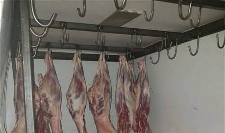 في بعلبك.. ملحمة تبيع لحم خراف نافقة 