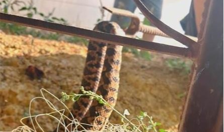 بالصورة.. شبان يقضون على &quot;أفعى سامة&quot; في لبنان