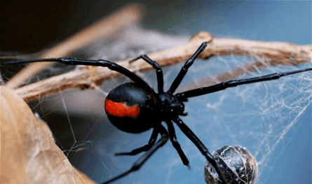 هل العناكب كائنات بحرية الأصل؟ دراسة جديدة تكشف التفاصيل