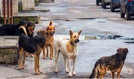طفل يتعرّض لهجوم عنيف من كلاب شاردة... وهذه حالته الصحية الآن (صورة) 