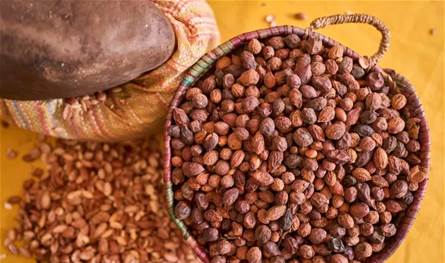 ذهب النساء السائل.. زيت الأركان بين الفقر والاحتكار