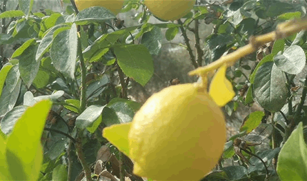 بالفيديو: أسعار الحامض ترتفع بشكل كبير.. فما السبب؟