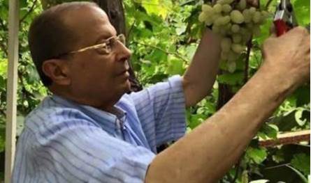 بالفيديو... ميشال عون يقطف العنب 
