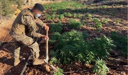في بعلبك،. الجيش أتلف 7 دونمات مزروعة بالحشيشة
