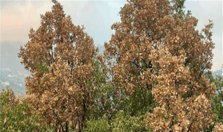 اليباس يضرب أشجار لبنان.. هل من خطر جدي؟