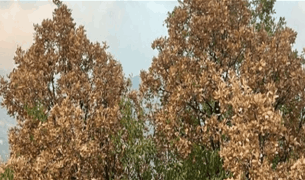 بالفيديو: مشهد غير مألوف.. اليباس يغزو أحراج لبنان