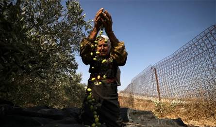 نساء فلسطينيات يقاومن بالزراعة في الخليل: &quot;هذه الأرض لنا&quot;