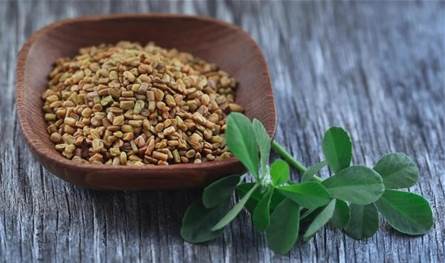 الحلبة.. حبة صغيرة ذات فوائد كبيرة