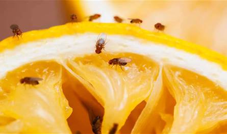 &quot;غزو خريفي&quot; في بريطانيا ذباب الفاكهة يهاجم المطابخ
