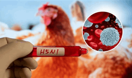 &quot;H5N1&quot; ينتشر في دولة عربية